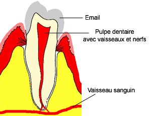 Dent saine. <br>Le sang  circule à l'intérieur de la dent et repart dans la circulation générale.