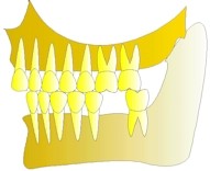 Les conséquences du non-remplacement des dents extraites ou absentes –  L'Information Dentaire