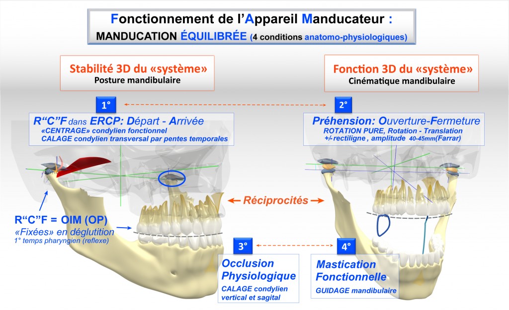 Cranio-Facial-Universe et Réhabilitation Mandibulaire Morpho-Fonctionnelle 2