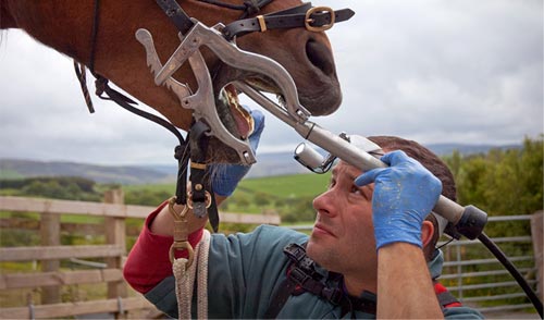 François Dall'Osteria, dentiste équin